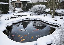 Как подготовить пруд к зиме и что делать с рыбками?