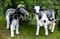Фигура садовая Корова большая U07493 - фото 35353