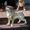 Фигура собаки для сада и дачи Мопс стеклопластик 50 см F01284 - фото 42438