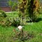 Опора кованая для садовых растений высота 100см 57-929 - фото 42458
