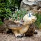 Кашпо Черепаха большая F08436 - фото 47401