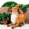 Фигура садовая Заяц ушастый полистоун коричневый F07429-Br - фото 64098