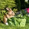 Кашпо для растений заяц с капустой коричневый F08380-Br - фото 64106