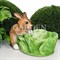 Кашпо для растений заяц с капустой коричневый F08380-Br - фото 64107