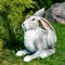 Фигура садовая Заяц ушастый серый полистоун F07429-Gray - фото 64136