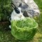 Кашпо садовое для растений Заяц с капустой F08380-WBL - фото 64139