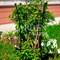 Опора для кустовых растений кованая высота 80см 57-913 - фото 64863