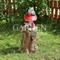 Фигура садовая Лягушка на пне с грибами высота 85 см F07075 - фото 65375