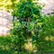 Опора для садовых растений металлическая зелёная Купол 58-909Gr - фото 66340