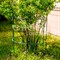 Опора для садовых растений металлическая зелёная Корона 58-920Gr - фото 66450
