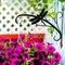 Кронштейн настенный для подвесного цветочного кашпо Стрекоза 201-030B - фото 67149