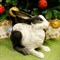 Фигура садовая Заяц ушастый черно-белый полистоун F07429-WBL - фото 70156