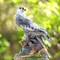 Фонтан садово-парковый Орёл на скале стеклопластик высота 140см F07310 - фото 73664