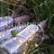 Гирлянда Нить Роса с пробкой 1м тёплый белый с солнечной батареей - фото 77177