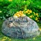 Крышка для канализационного люка Камень-валун низкий F03095 - фото 87389