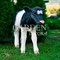 Фигура декоративная Телёнок реальный размер U08962 - фото 88089